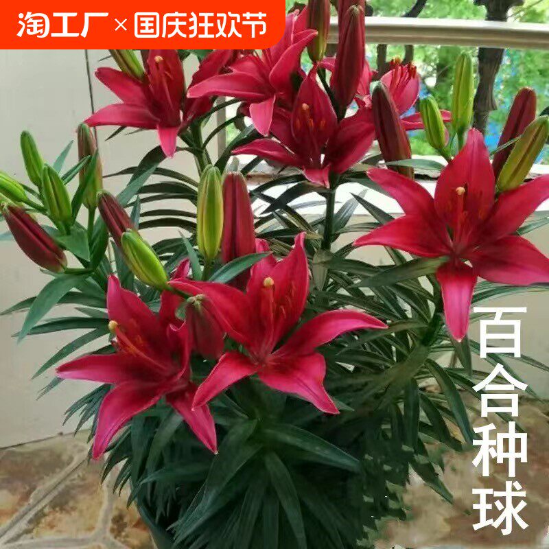 【带芽发货】香水百合种球四季种植盆栽室内阳台花卉绿植种子耐寒