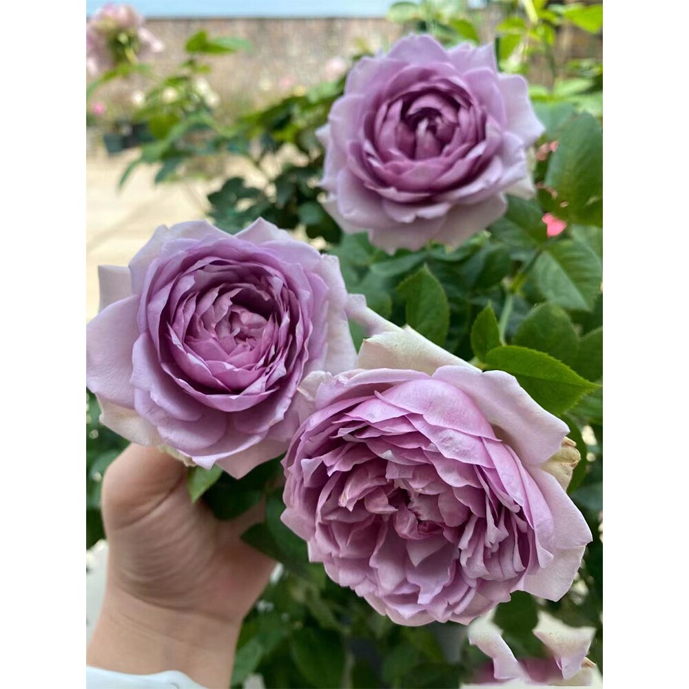 河本新品首饰盒/珠宝盒月季花苗灌木多季浓香庭院花园盆栽花卉