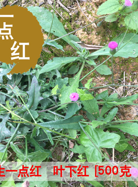 野生一点红草药 羊蹄草晒干红背叶新鲜干货 红头草 叶下红500克