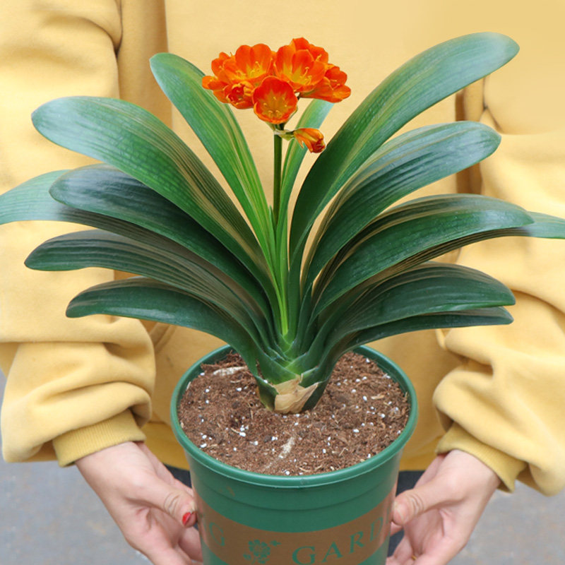 四季桌面小盆景当年开花君子兰