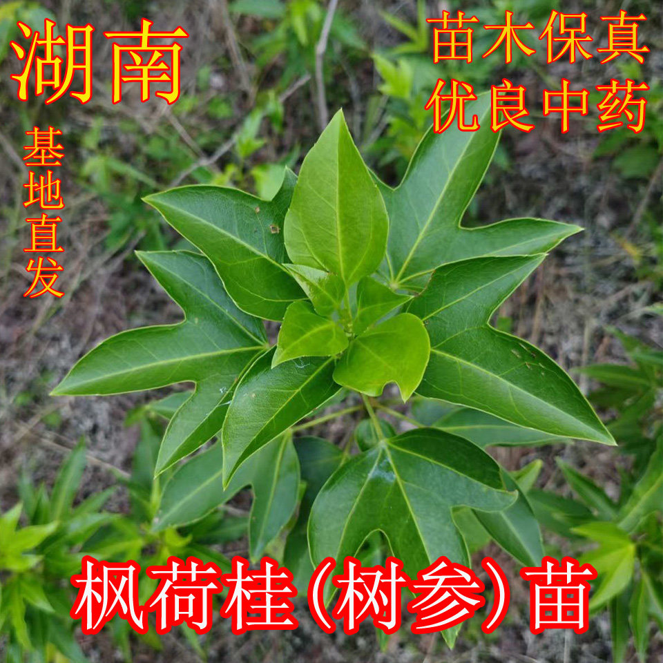 枫荷桂树苗 树参苗 特色珍贵药材苗半枫荷变叶杞李参半枫荷小荷枫,鲜花速递/花卉仿真/绿植园艺,行道树/乔木,淘宝优惠券,粉丝福利购,淘宝优惠卷