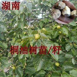 野生桐油籽野生桐油籽桐油树苗籽桐油干货中药材可榨油桐子树绿植