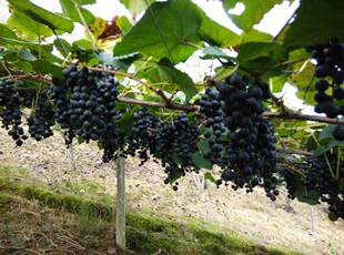 3棵包邮 湖南高山葡萄2号 刺葡萄葡萄苗紫秋苗 湘珍珠苗 特色葡萄