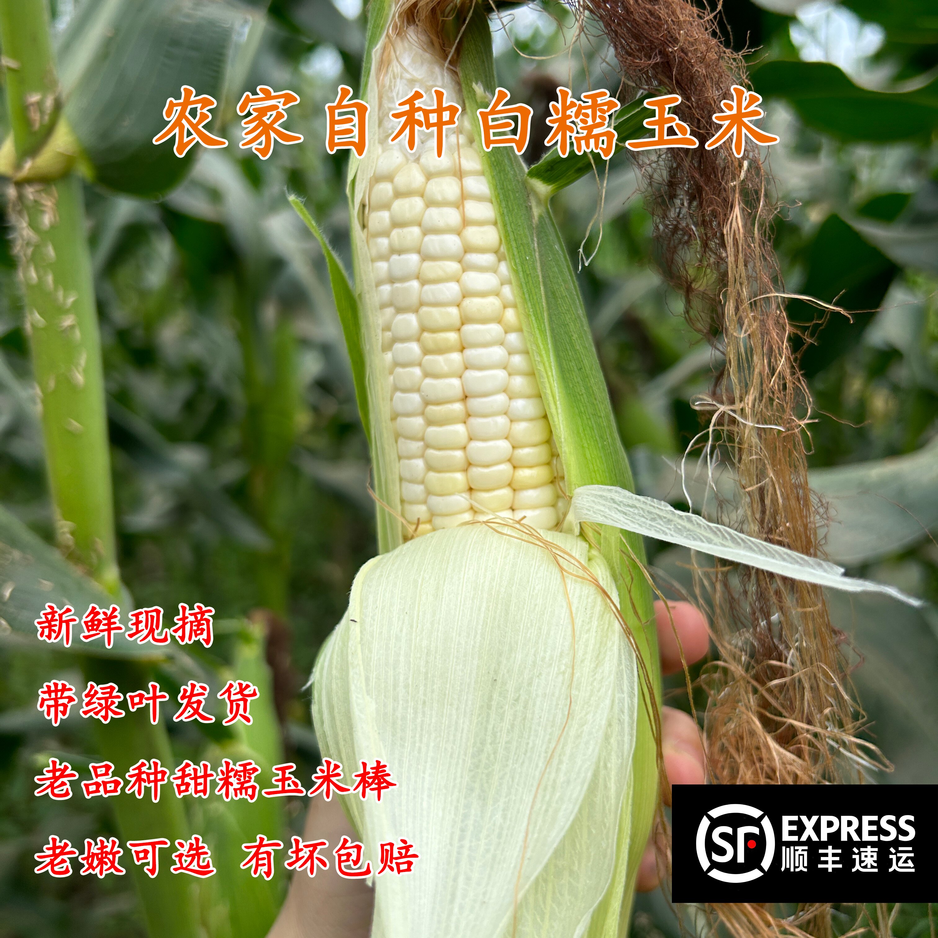 梅州农家玉米现摘甜糯香甜新鲜
