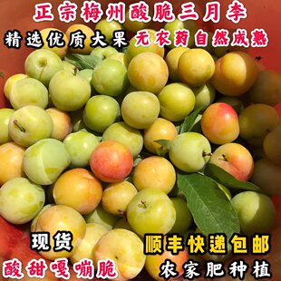 现货顺丰10斤梅州三月李大果酸脆青李子新鲜现摘当季水果青李孕妇