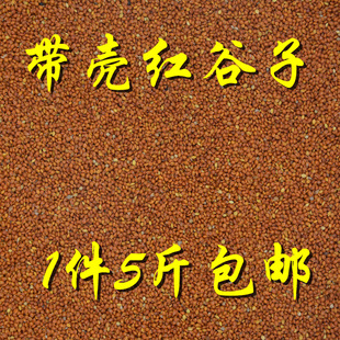 红谷子黄谷子带壳小米粟谷文鸟玄凤虎皮牡丹鹦鹉鸟粮鸟食饲料5斤