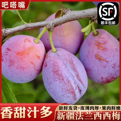 新疆喀什法兰西西梅现摘脆甜多汁
