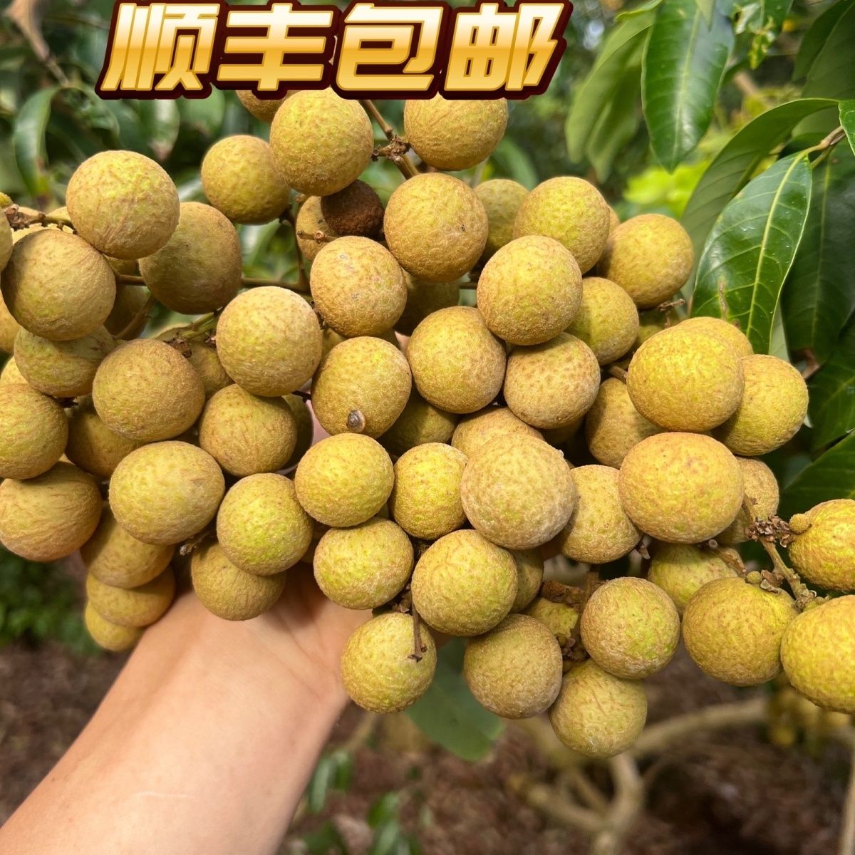 顺丰包邮茂名石硖龙眼当天采摘