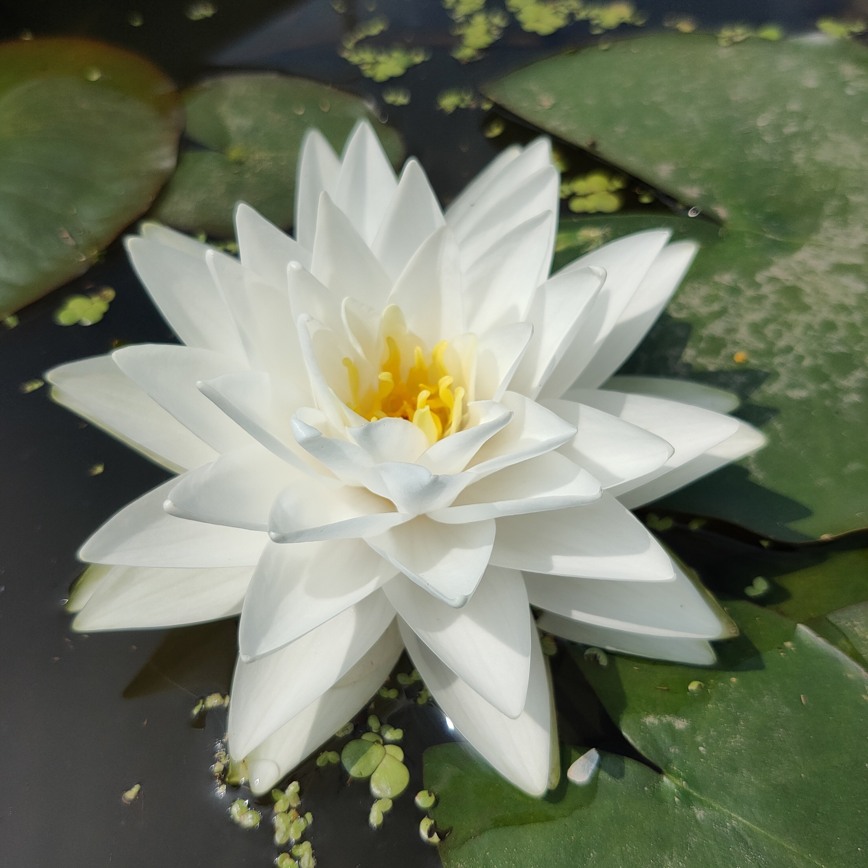 经典耐寒白色多瓣睡莲庭院别墅鱼池塘盆栽水生花卉品种:白仙子