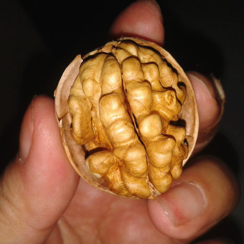 新货阿克苏纸皮核桃手剥即开