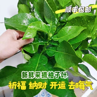 顺丰新鲜去晦气柚子叶洗澡叶带枝老树乔迁祈福沐浴出狱中高考开运