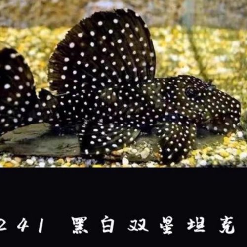 黑白双星低栖鱼工具鱼异型鱼清缸除藻小型热带南美鱼孔雀鱼
