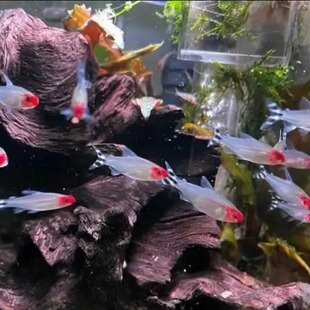 红鼻剪刀鱼群游观赏鱼热带鱼灯科鱼草缸淡水宠物鱼小型鱼好养耐活