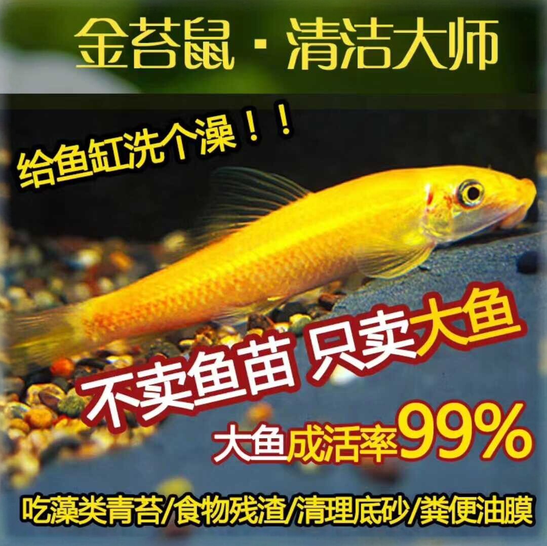清苔鼠金苔鼠鱼热带观赏鱼清道夫鼠鱼鱼缸除藻鱼清洁鱼活体工具鱼