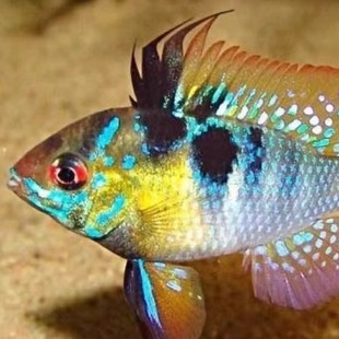 皮瓦斯蓝波子鱼热带观赏鱼长尾草缸热带群游球体荷兰凤凰金波子鱼