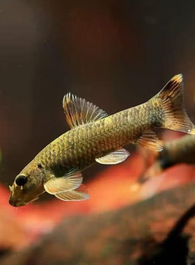 老虎小精灵除藻进口泰国