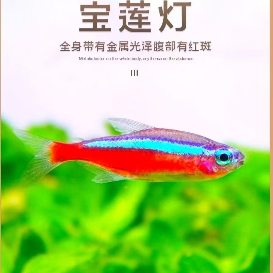 宝莲灯鱼进口大号巴西红绿灯科鱼