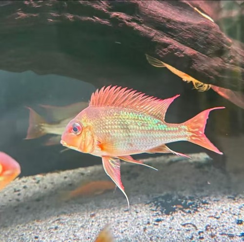 南美关刀食土鲷血衣红绿双色热带观赏鱼小型鱼缸造景活体鱼类宠物