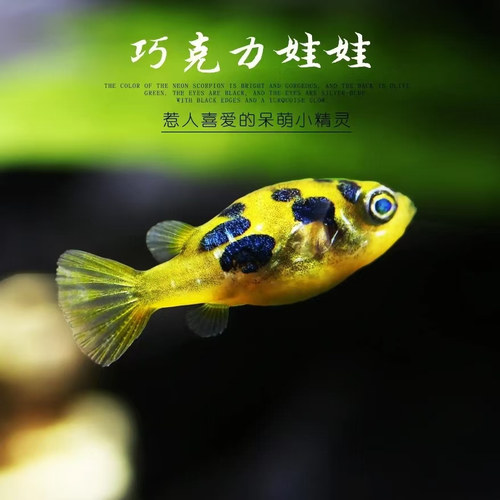 巧克力娃娃鱼小型热带淡水观赏鱼