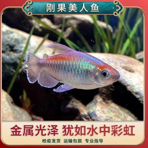 刚果美人鱼群游热带观赏鱼