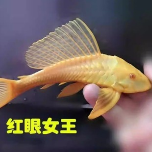 鱼缸清洁工工具吃垃圾粪便底栖除藻热带观赏原生金苔鼠女王大帆鱼