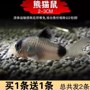 鼠鱼熊猫鼠花椒鼠青铜鼠异型鱼清道夫清缸低栖鱼除藻活体 包邮