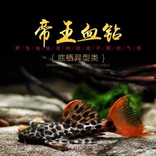 异型鱼帝王血钻L600清道夫热带鱼南美鱼清缸除藻包邮