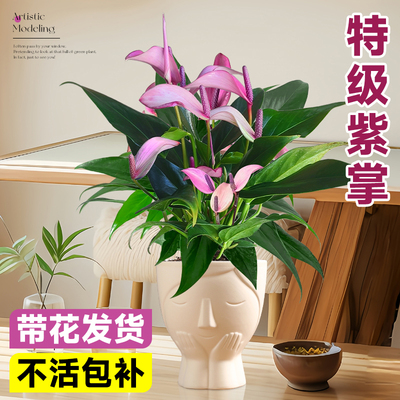 香妃齐祖紫掌盆栽带花白掌一帆风顺水培植物小叶红掌室内花卉绿植