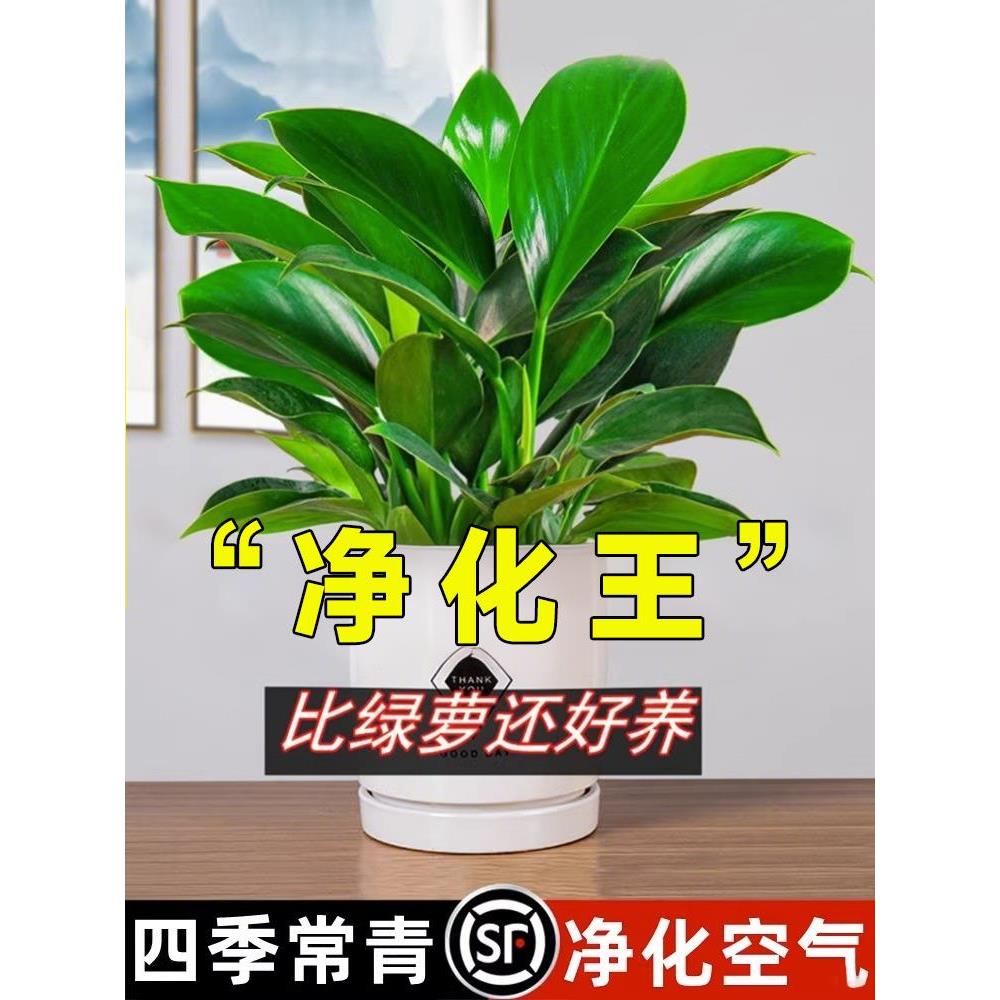 金钻盆栽植物铂金钻绿萝箩水培大叶绿植多肉办公室内懒人好养花卉