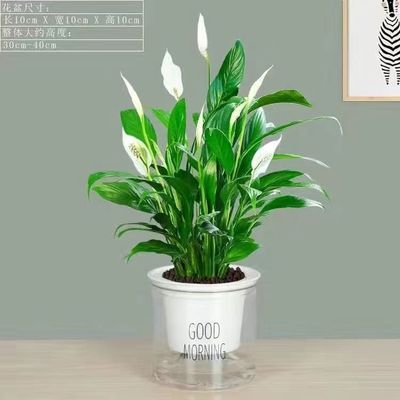 白掌大盆一帆风风顺水培植物绿植盆栽室内植物花卉室内好养易活