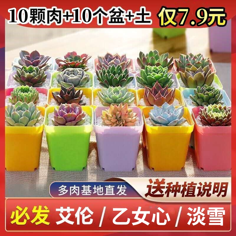 多肉植物室内带盆组合小盆栽精品多肉植物