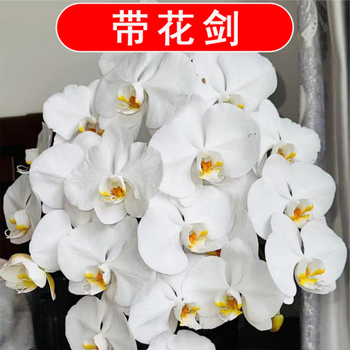 【带花剑】大白V3蝴蝶兰盆栽3.0寸杯白色大花室内好养花卉绿植