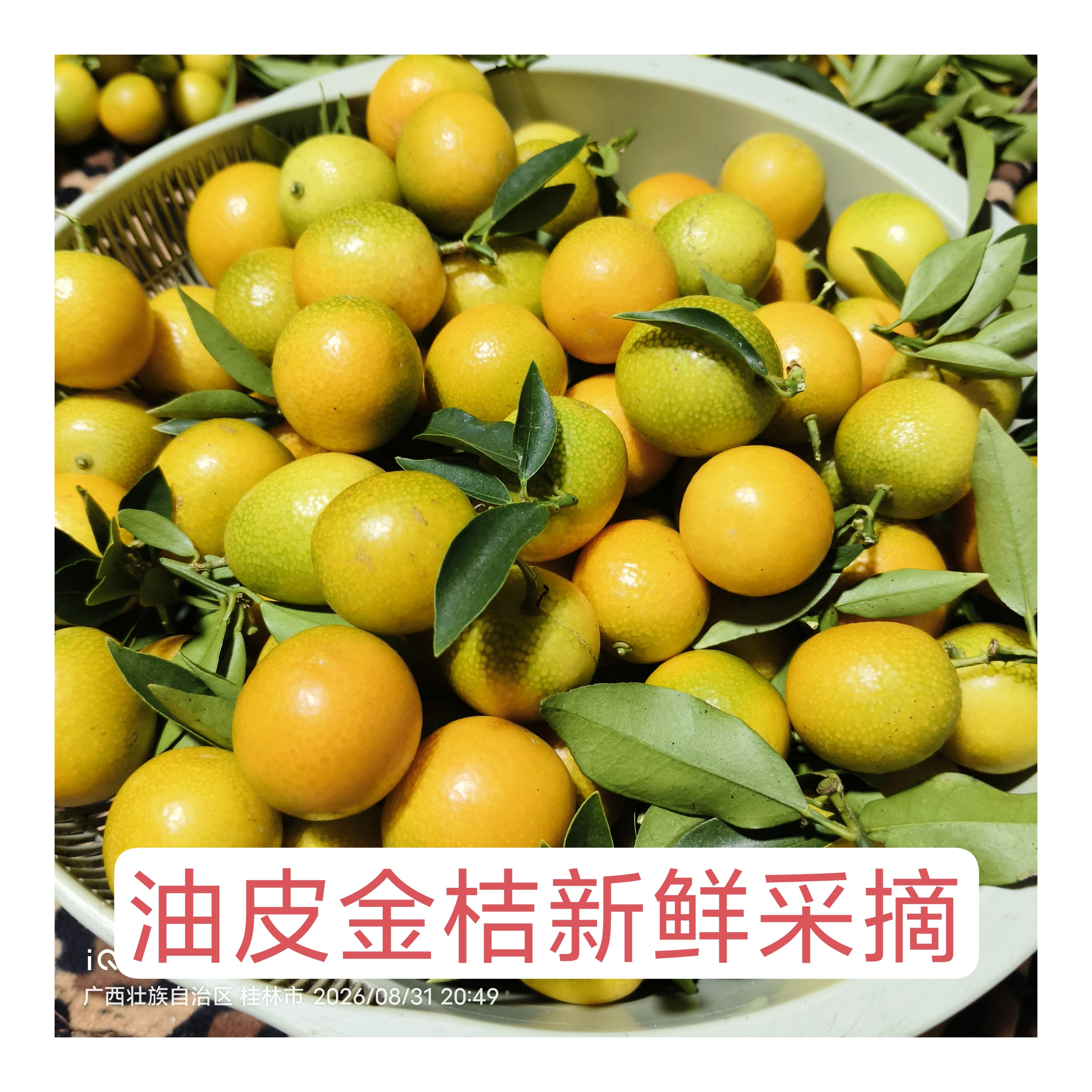 广西桂林油皮金桔青黄新鲜酸麻头桔子
