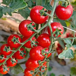 攀枝花芒果千禧小番茄新鲜水果当季现摘现发