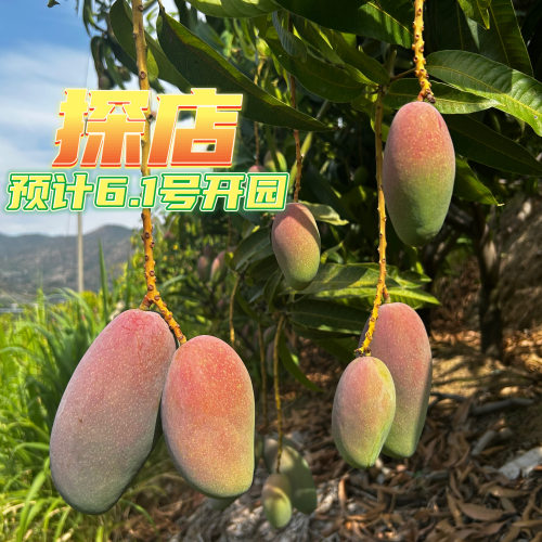 攀果乐攀枝花贵妃芒果现摘顺丰