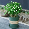 Jasmine Potted plant flowers and plants Botany Four seasons Bloom Continue outdoor indoor Flower seedlings Plena Flower