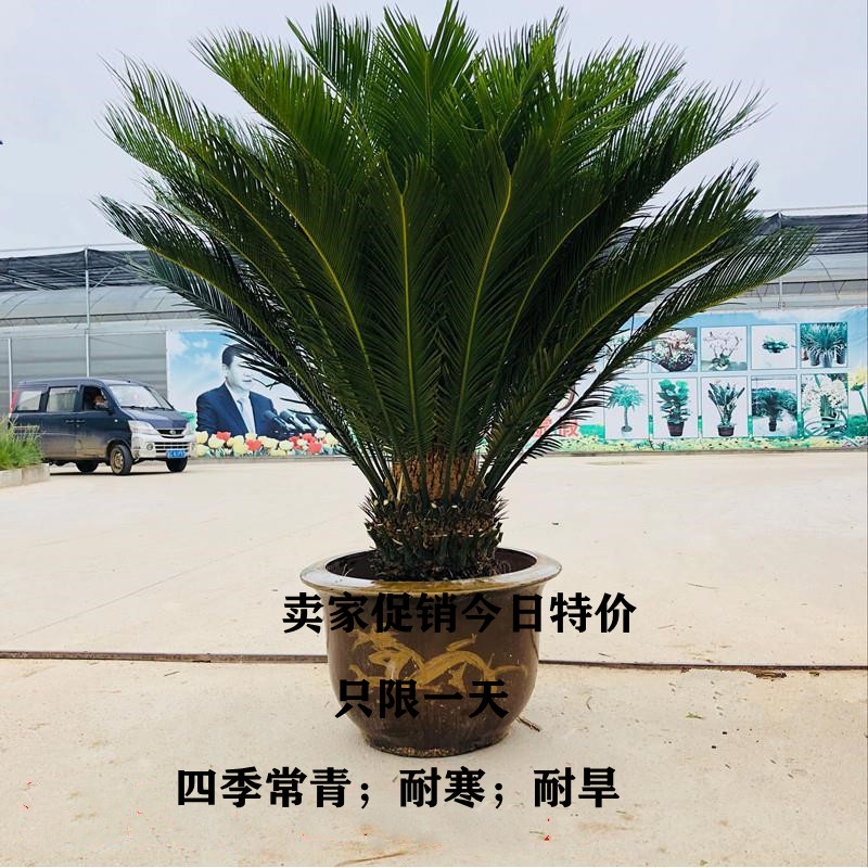 铁树盆栽大型绿植铁树苗客厅盆景四季常青庭院办公室净化空气植物