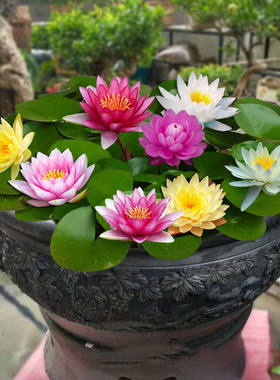 睡莲水培植物四季荷花水养花卉