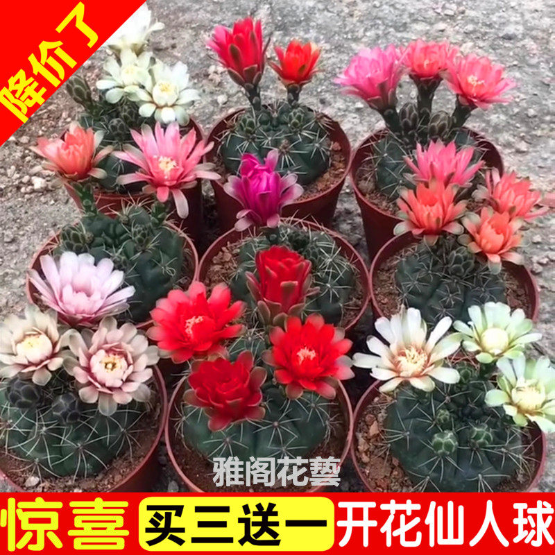 多肉植物仙人掌科盆栽带花苞开花