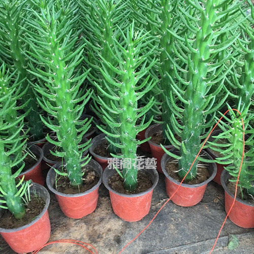 多肉植物好养花卉绿植盆景仙人掌