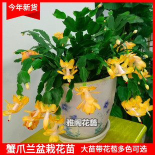 蟹爪兰盆栽带花苞大花苗室内花卉植物四季开花多色蟹爪莲嫁接砧木