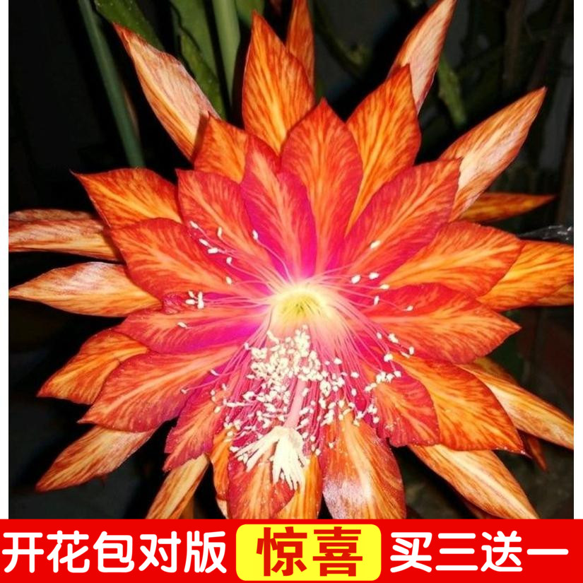 令箭荷花带花苞有根苗嫁接枝条蟹爪兰花苗昙花盆栽花卉阳台植物