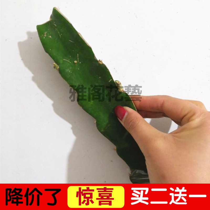 嫁接砧木 三角柱三棱箭可嫁接蟹爪兰的仙人掌科砧木龙骨植物盆栽