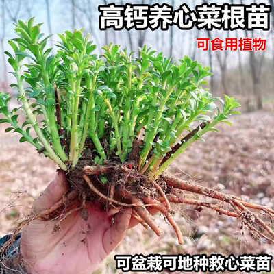 养心菜根苗高钙救心菜可食用植物盆栽阳台绿植好养活四季常青水培