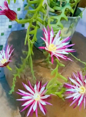 鱼骨令箭荷花苗不带花苞稀有多肉植物仙人掌锯齿昙花盆栽花卉绿植