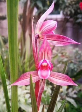 包邮当年开花老种春剑【旭日东升】兰花苗阳台浓香花卉绿植盆栽