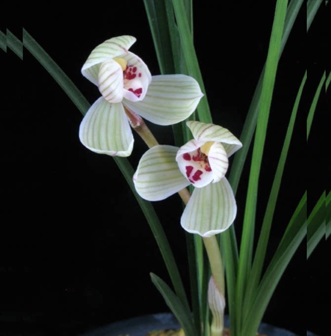 包邮当年开花老种莲瓣兰【云熙荷】兰花苗阳台浓香花卉绿植盆栽