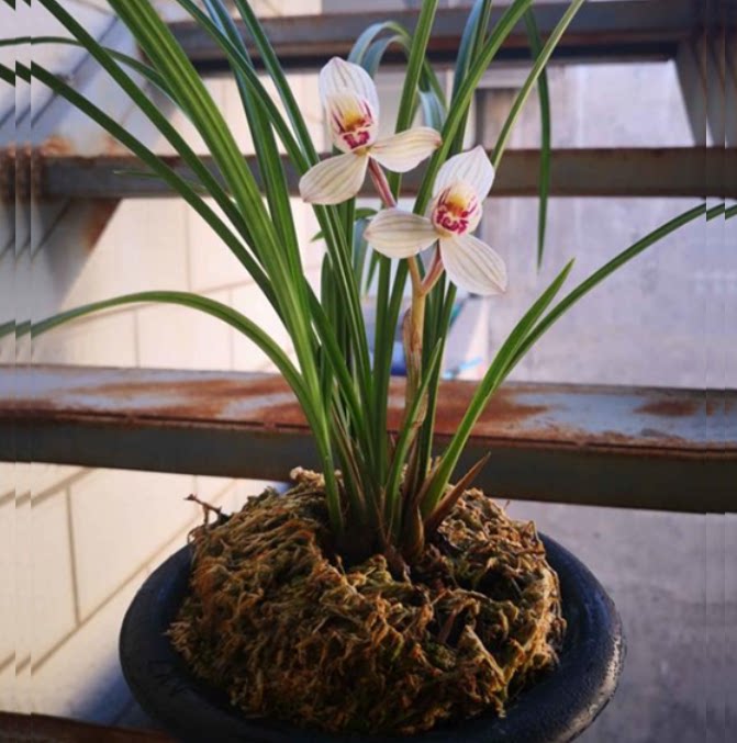 包邮当年开花老种莲瓣兰【双喜荷】兰花苗阳台浓香花卉绿植盆栽