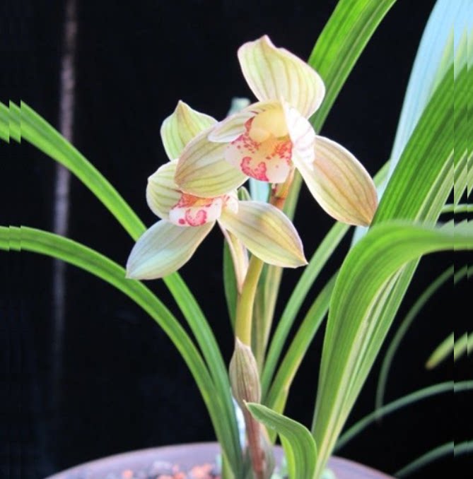 包邮当年开花自然老种春剑【天府荷】兰花苗阳台浓香花卉绿植盆栽