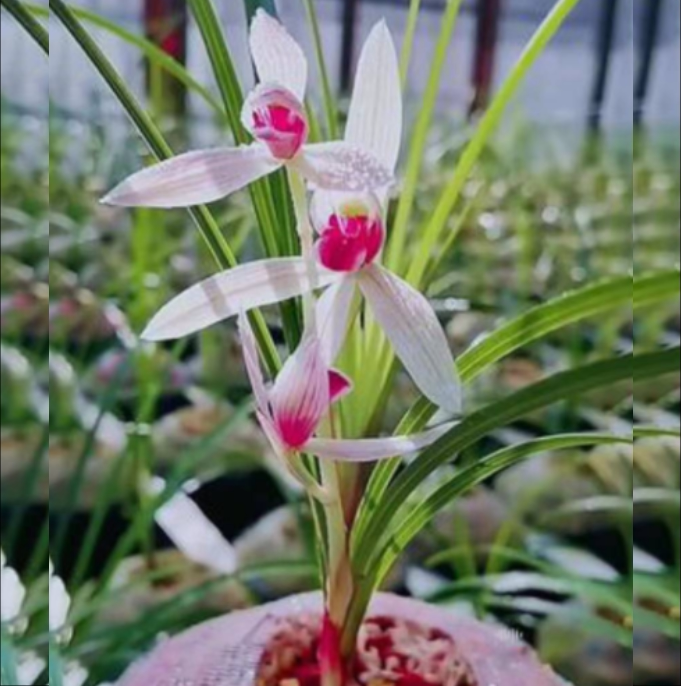 包邮当年开花自然老种莲瓣兰【红尘】兰花苗阳台浓香花卉绿植盆栽